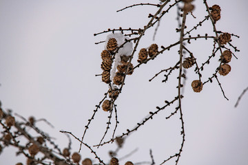 Pine cones and snow