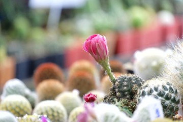 Mammillaria cactus with a purple flower blossom in a pot with blur many cactus at the houseplant market 