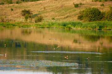 Brood Great Crested Grebe - on a lake on a steppe pond. Summer morning view landscape. Vinnitsa region Ukraine.