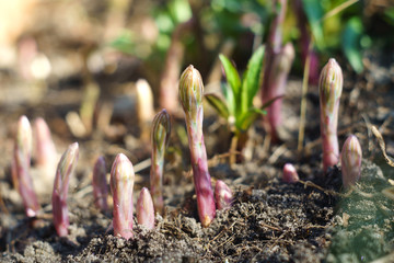 Young asparagus sprouts in the garden