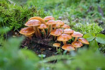 Edible mushrooms known as Enokitake