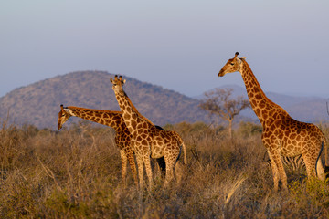 South African giraffe or Cape giraffe (Giraffa camelopardalis giraffa). South Africa