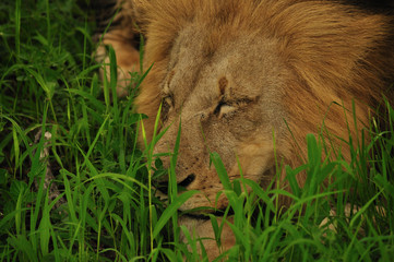 Sleeping Lion in Grass
