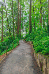 Fototapeta na wymiar Footpath in woods in Washington Park, Portland, USA