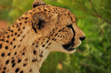 Cheetah Female