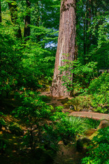 Tree trunk and creek among trees at Portland Japanese Garden, Portland, USA
