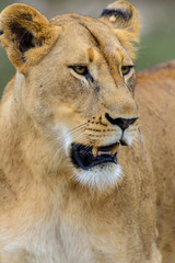 Lion (panthera leo) juvenile. South Africa
