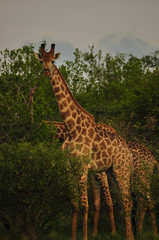 giraffe