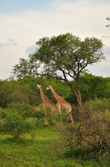 Giraffe South Africa