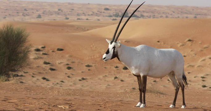 Endangered white Arabian oryx (Oryx leucoryx) in Dubai Desert Conservation Reserve desert landscape on a sunny day. Dubai, United Arab Emirates.