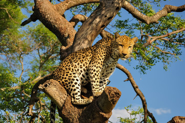 Fototapeta na wymiar Leopard Sitting in Tree