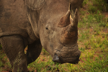 Rhino Horns