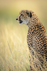 Cheetah (Acinonyx jubatus). South Africa