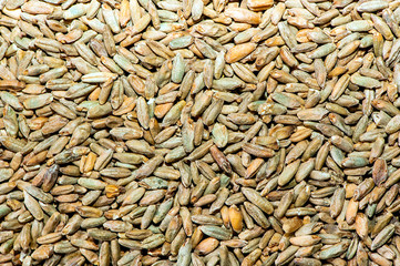 rye light malt