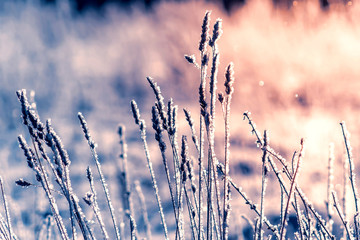 Hoarfrost on dry grass. Frosted grass at cold winter day, natural winter background. Dry grass covered with fragile hoarfrost and snow in cold winter day