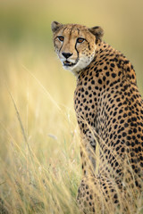 Cheetah (Acinonyx jubatus). South Africa