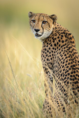 Cheetah (Acinonyx jubatus). South Africa