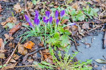 Krokusse Regen
