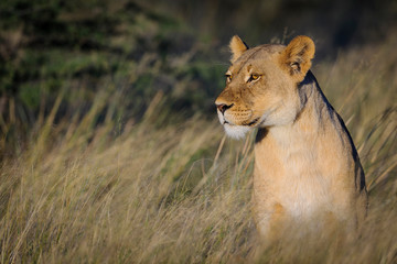 Lion (Panthera leo). South Africa