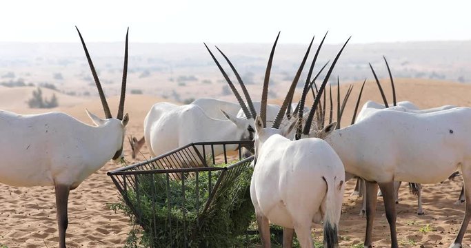 Endangered white Arabian oryx (Oryx leucoryx) in Dubai Desert Conservation Reserve desert landscape on a sunny day. Dubai, United Arab Emirates.