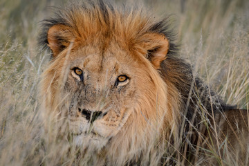 Obraz na płótnie Canvas Lion (Panthera leo). South Africa