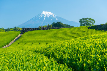 mt fuji and tea plantation landscape