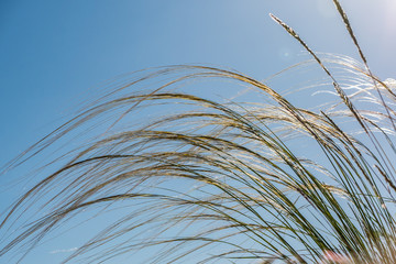 flowering plant feather grass Stipa capillata in the steppe