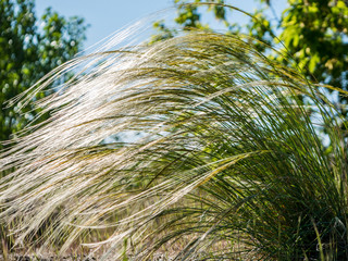 flowering plant feather grass Stipa capillata in the steppe