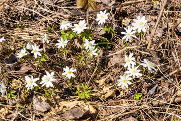The first flowers are snowdrops. Spring flowers in a clearing