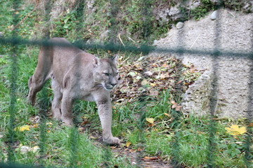 Naklejka premium Puma in einem Zoo