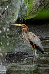Purple Heron - Ardea purpurea, beautiful large heron from worldwide freshwater, lakes and rivers, Bali, Sumatra.