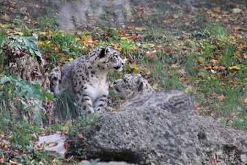 Zwei Schneeleoparden in einem Zoo