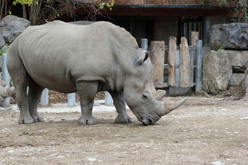 Fototapeta premium Nashorn: Südliches Breitmaulnashorn in einem Zoo