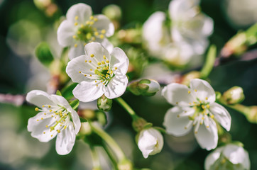 Cherry flowers frame