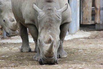 Fototapeta premium Nashorn: Südliches Breitmaulnashorn in einem Zoo