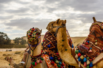 Camels near the great pyramids in Giza, Egypt