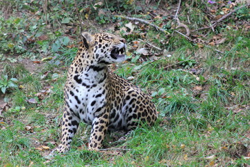 Naklejka na ściany i meble Jaguar in einem Zoo