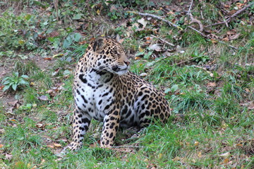 Naklejka na ściany i meble Jaguar in einem Zoo