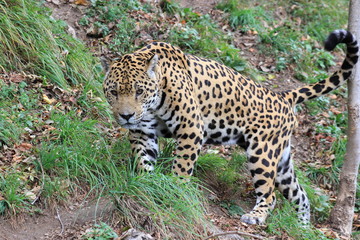 Fototapeta na wymiar Jaguar in einem Zoo