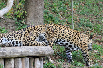 Jaguar in einem Zoo