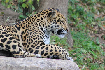 Jaguar in einem Zoo