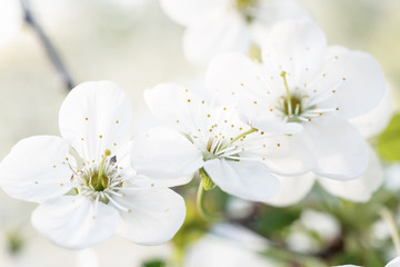 Cherry spring flowers