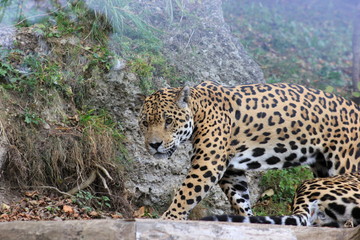 Jaguar in einem Zoo