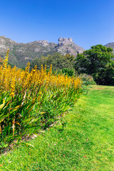 Yellow flowers and beautiful mountains in the background in Kirstenbosch botanical garden in Cape Town