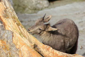 Naklejka premium Steinbock