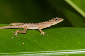 Naklejka premium Dry forest anole on a green leaf in the Carara National Park in Costa Rica