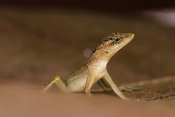 Dry forest anole on a dead leaf in the Carara National Park in Costa Rica
