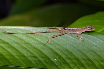 Dry forest anole on a green leaf in the Carara National Park in Costa Rica
