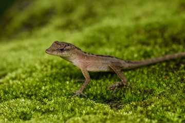 Dry forest anole on moss in the Carara National Park in Costa Rica