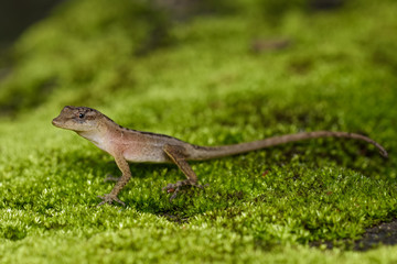 Dry forest anole on moss in the Carara National Park in Costa Rica